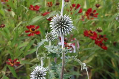 Kugeldistel Echinops