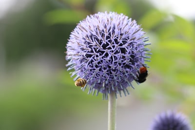 Kugeldistel Echinops