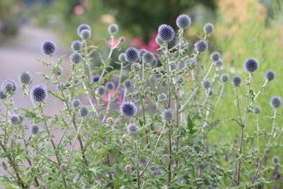 Kugeldistel Echinops