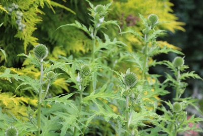 Kugeldistel Echinops