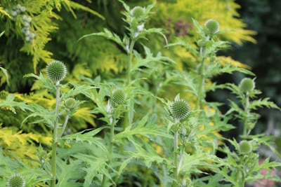 Kugeldistel Echinops