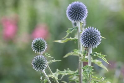 Kugeldistel Echinops