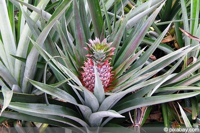 Ananas-Pflanze