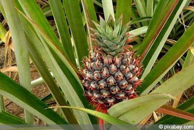 Ananas-Pflanze