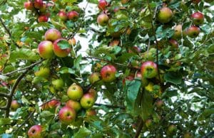 Apfel Malus