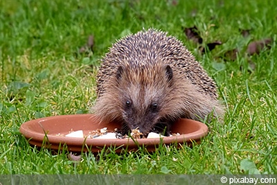 Engerlinge bekämpfen Igel