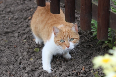 Den Garten katzensicher machen - Katzenabwehr im Garten leicht