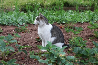 Katzenschreck - Katzen effektiv vertreiben 