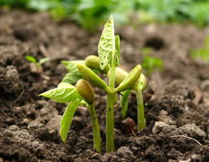 junge Gartenbohnen