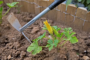 Schneckenzaun um Gemüsegarten