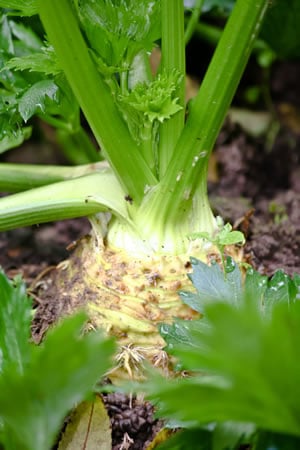 Knollensellerie im Beet