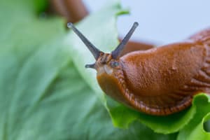 Schnecke auf Salatblatt