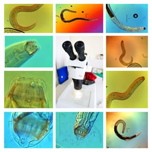 Nematoden Nematoden