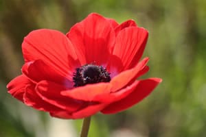 Mohnblume Mohnblume