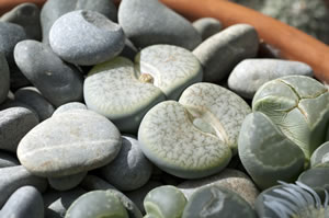 Lebende Steine Lebende Steine