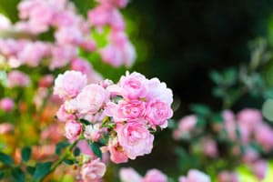 Rosen