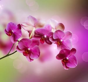 Phalaenopsis Phalaenopsis