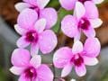 Dendrobium Orchidee Dendrobium Orchidee