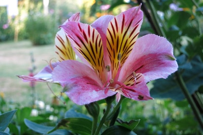 Alstroemeria