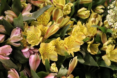 Alstroemeria