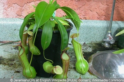 Nepenthes alata x ventricosa