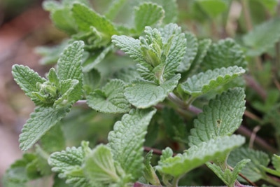 Nepeta