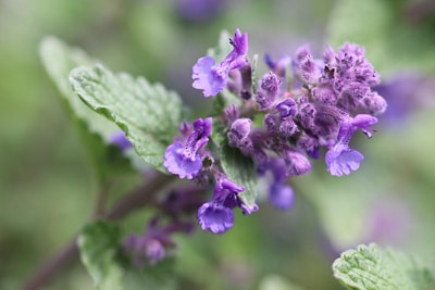 Katzenminze Blumen Rehe