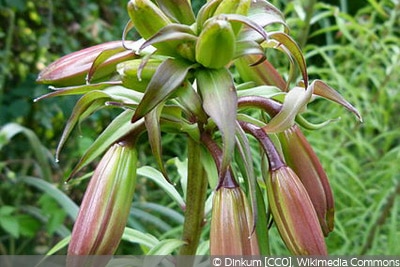 Lilium regale