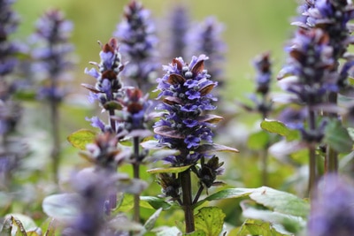 Ajuga