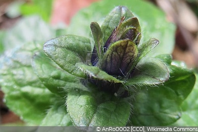 Ajuga