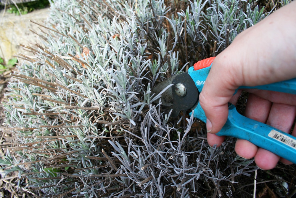 Lavendel schneiden - Anleitung und Tipps - Gartendialog.de