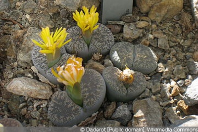 Lithops lesliei