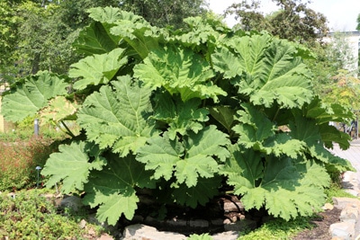 Gunnera manicata