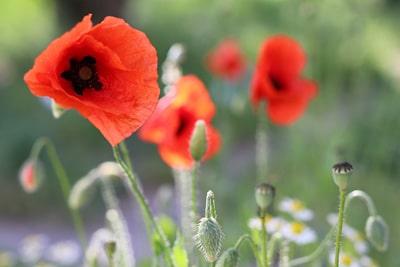 Klatschmohn