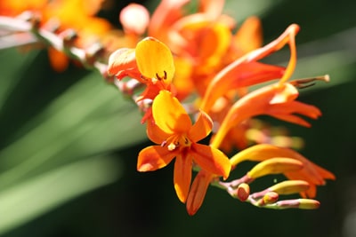 Crocosmia