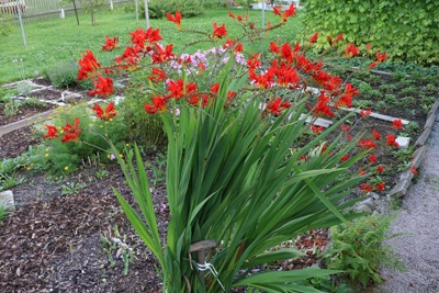 Crocosmia