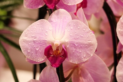 Orchideen