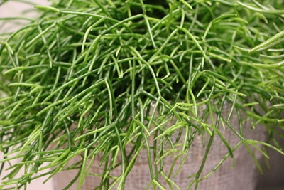 Rhipsalis Kakteen