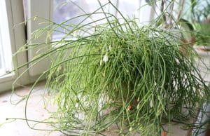 Rhipsalis