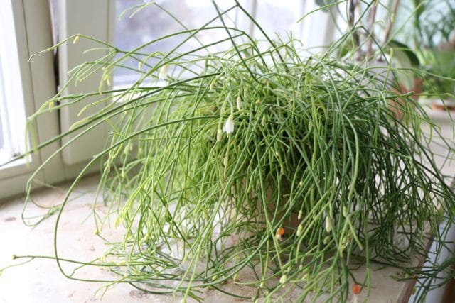 Rhipsalis