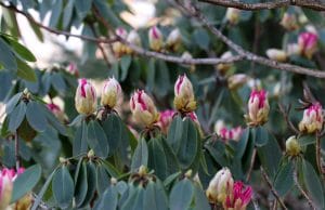 Rhododendron