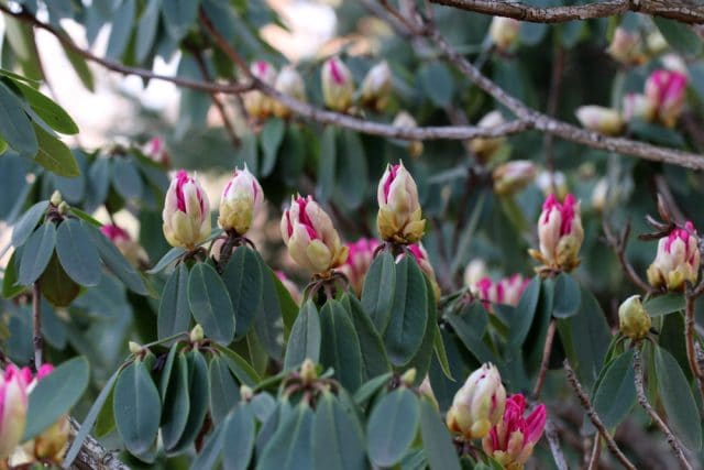 Rhododendron