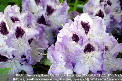 Rhododendron Blue Peter