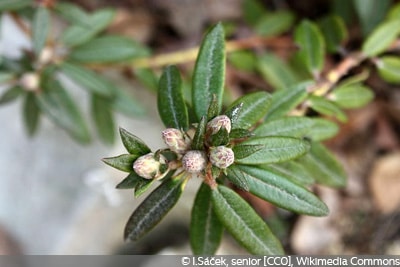 R. tomentosum