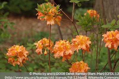 Rhododendron Golden Eagle