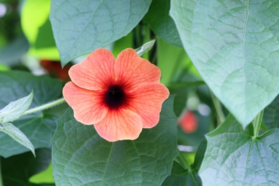 Schwarzäugige Susanne, Thunbergia