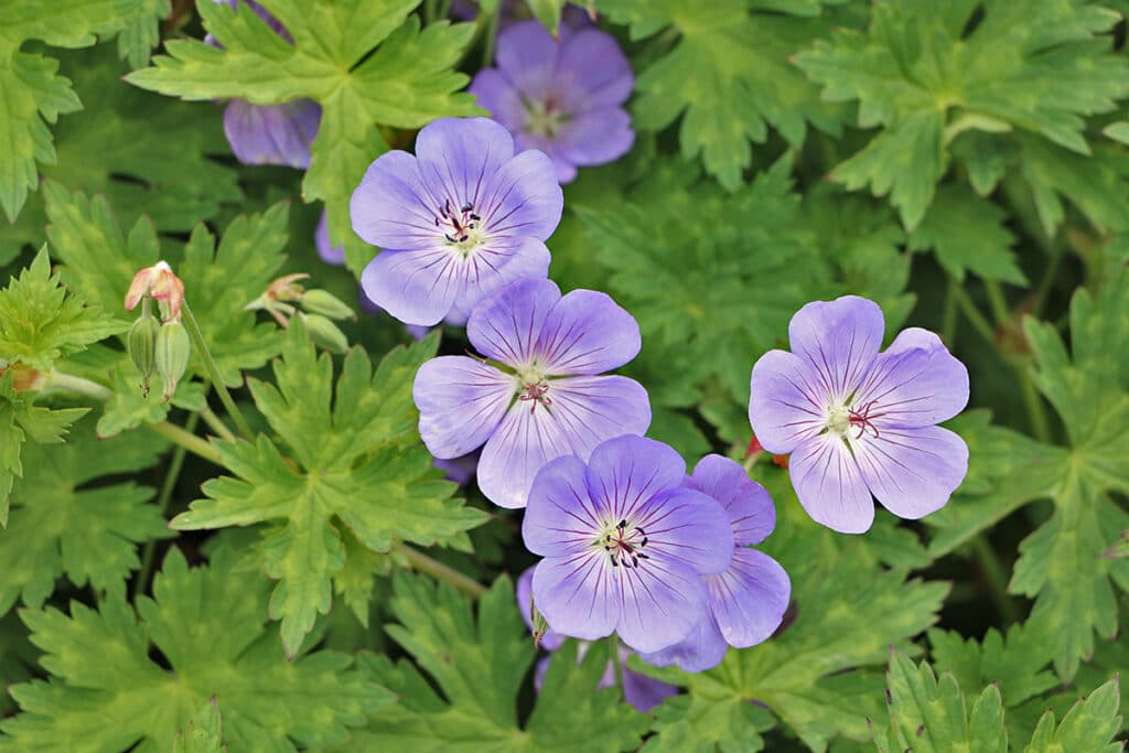 Storchschnabel, Geranium wallichianum