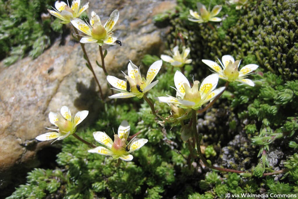 Moos-Steinbrech (Saxifraga bryoides), Steingarten