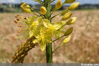 Eremurus robustus