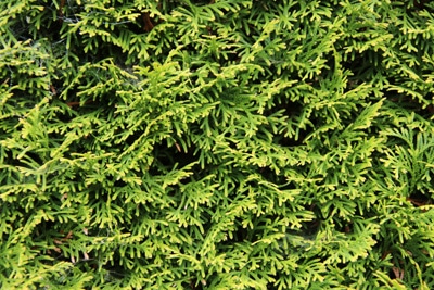 Thuja Heckenpflanze